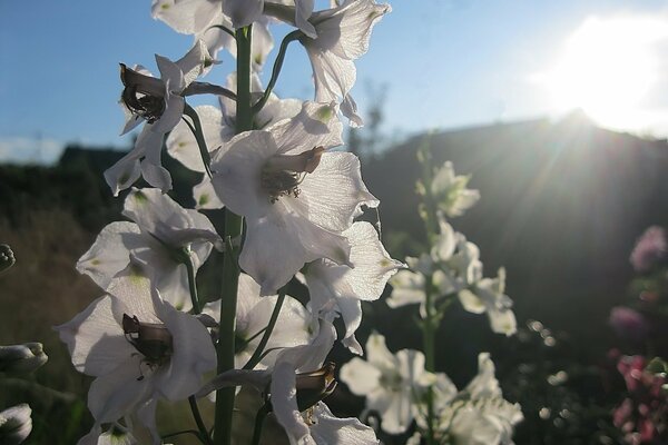 White delphinium flowers on a sunny day