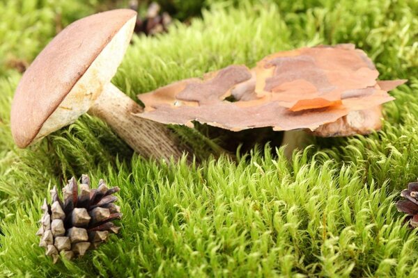 Forest still life with mushroom and cone