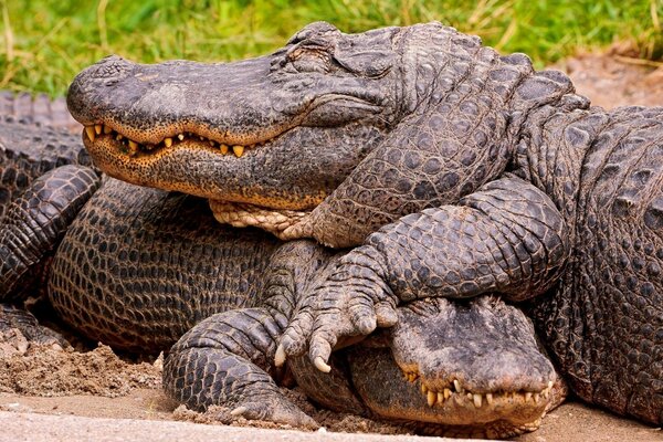 Two crocodiles bask in the sand