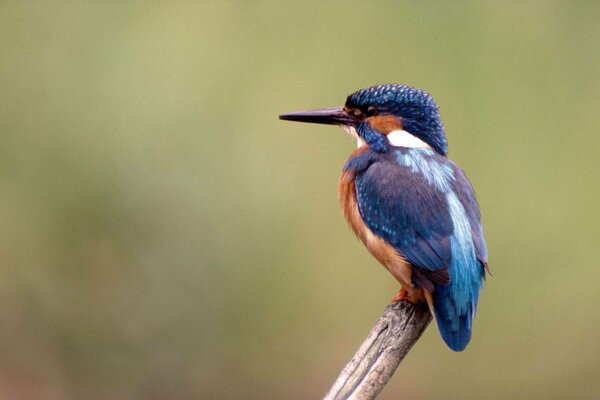 A small blue kingfisher on a branch