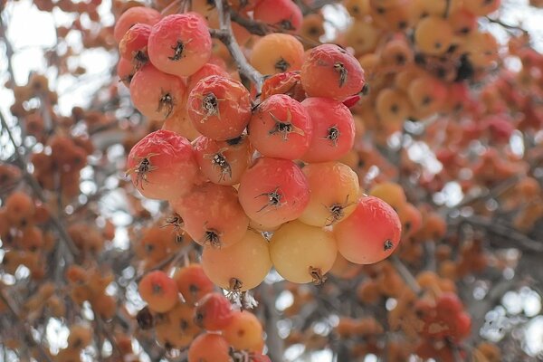 Frozen apples on a tree