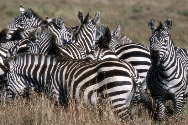 Gestreifte Zebras versteckten sich im Gras