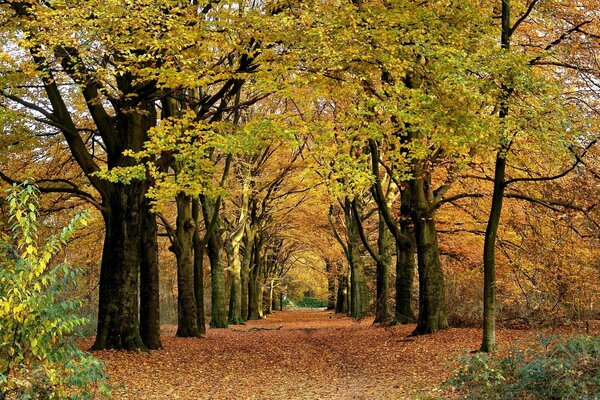 Paisaje de otoño en el parque con callejón