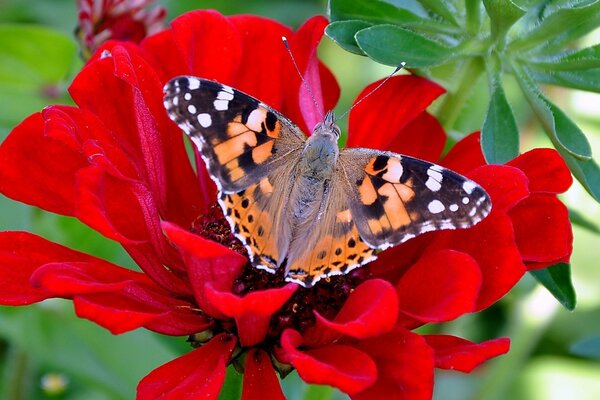 Ein schöner Schmetterling sitzt auf einer roten Blume