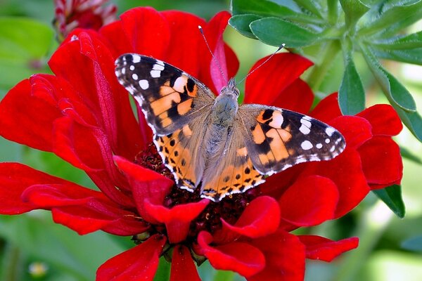 A beautiful butterfly sits on a red flower