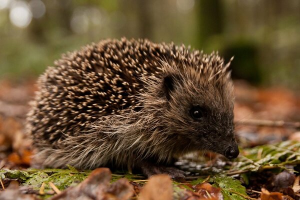 Beautiful hedgehog on autumn leaves