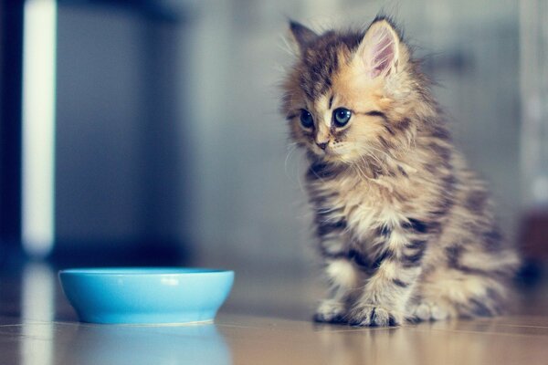 Ein flauschiges Kätzchen sitzt neben einer Schüssel