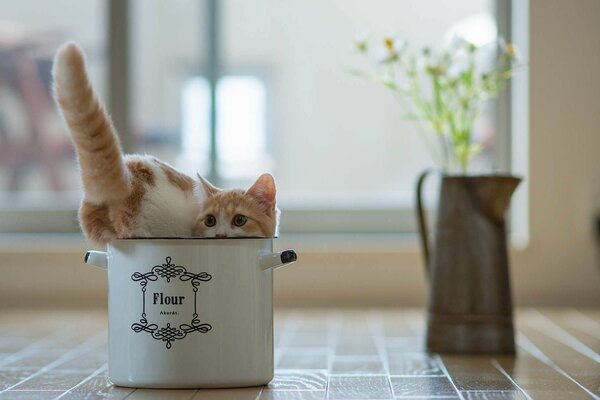 Gato en la olla. Tubo de cola