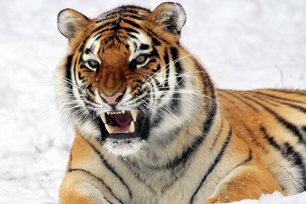 Tiger im Schnee ist ein Raubtier mit Zähnen