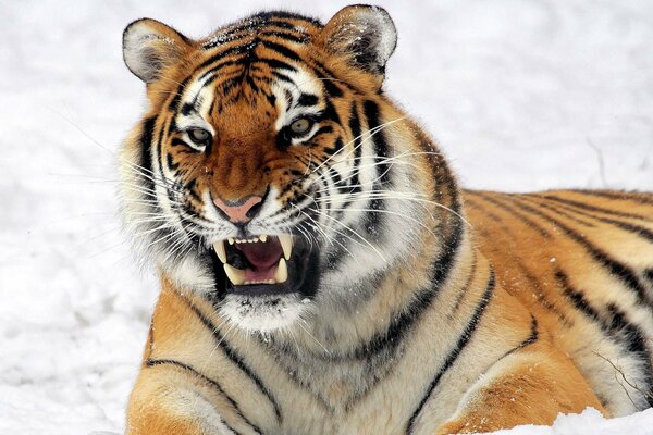 Tygrys na śniegu drapieżnik z zębami