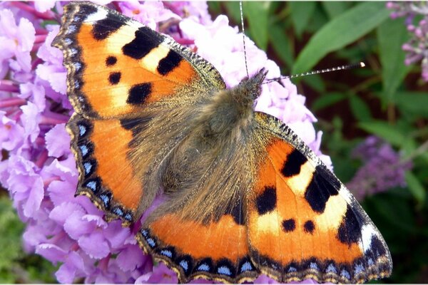 Hermosa mariposa sentada en una flor púrpura