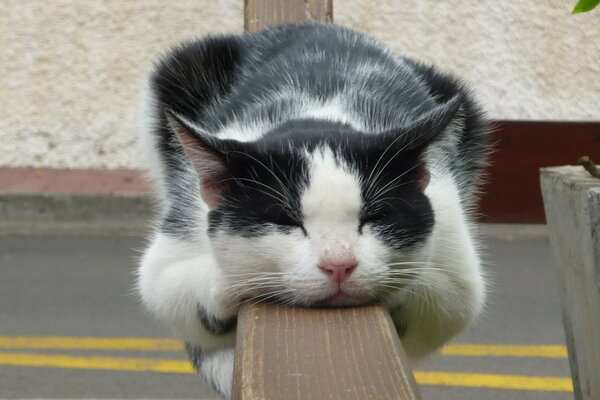 Die Katze liegt auf dem Zaun und schläft