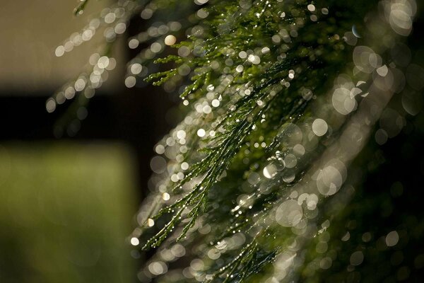 A branch of a coniferous plant with water droplets