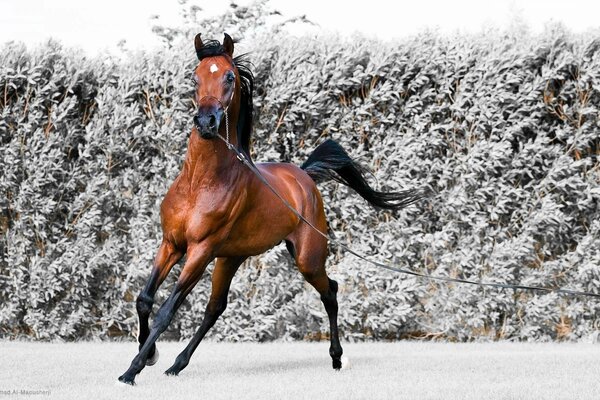 Cheval étalon courir sur la neige