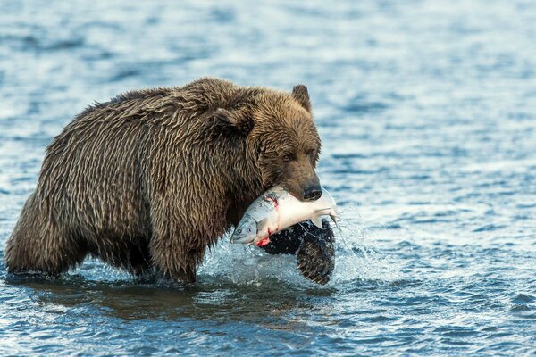 Fish catch bear in the water