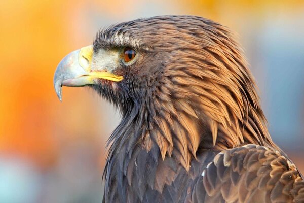 Águila pájaro hermoso y orgulloso