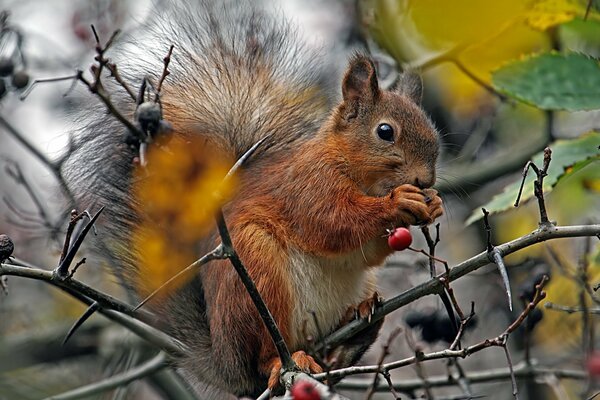 A squirrel sits on branches with berries and chews