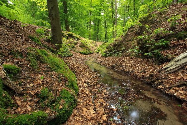 Bach im Wald im frühen Herbst