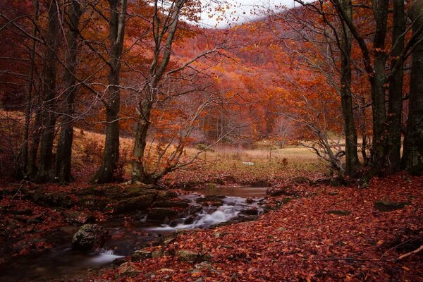 Autunno rosso natura impennata foresta