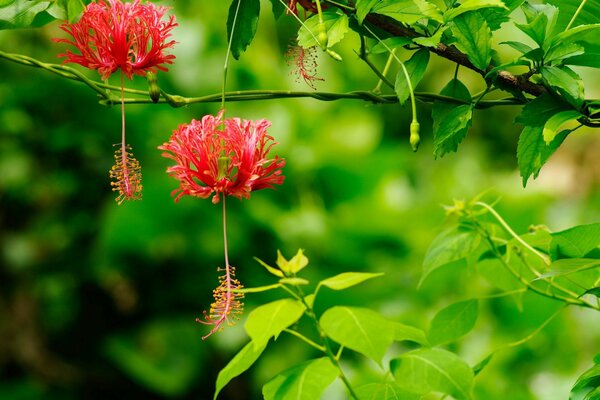 Egzotyczne kolczyki kwiaty hibiskusa