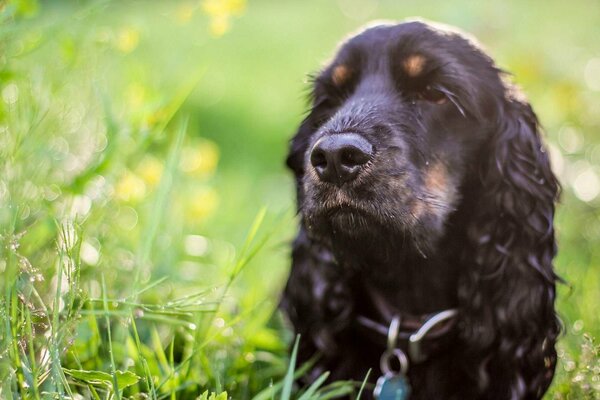 Ein süßer schwarzer Spaniel liegt im Gras