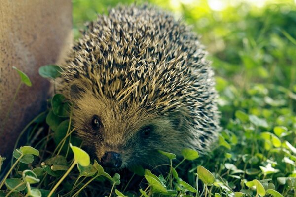 Ein Igel auf grünem Gras schnüffelt Gras