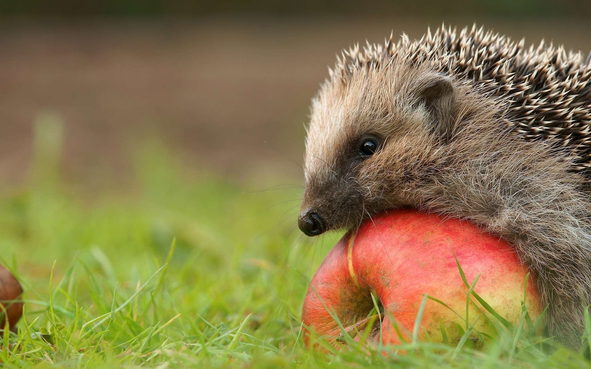 igel igel apfel