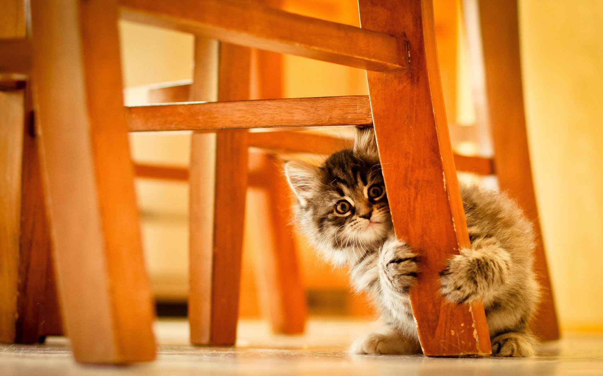 kitty cat chair furniture