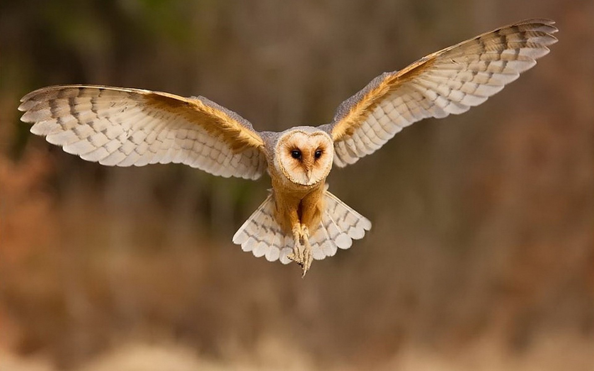 owl bird flight