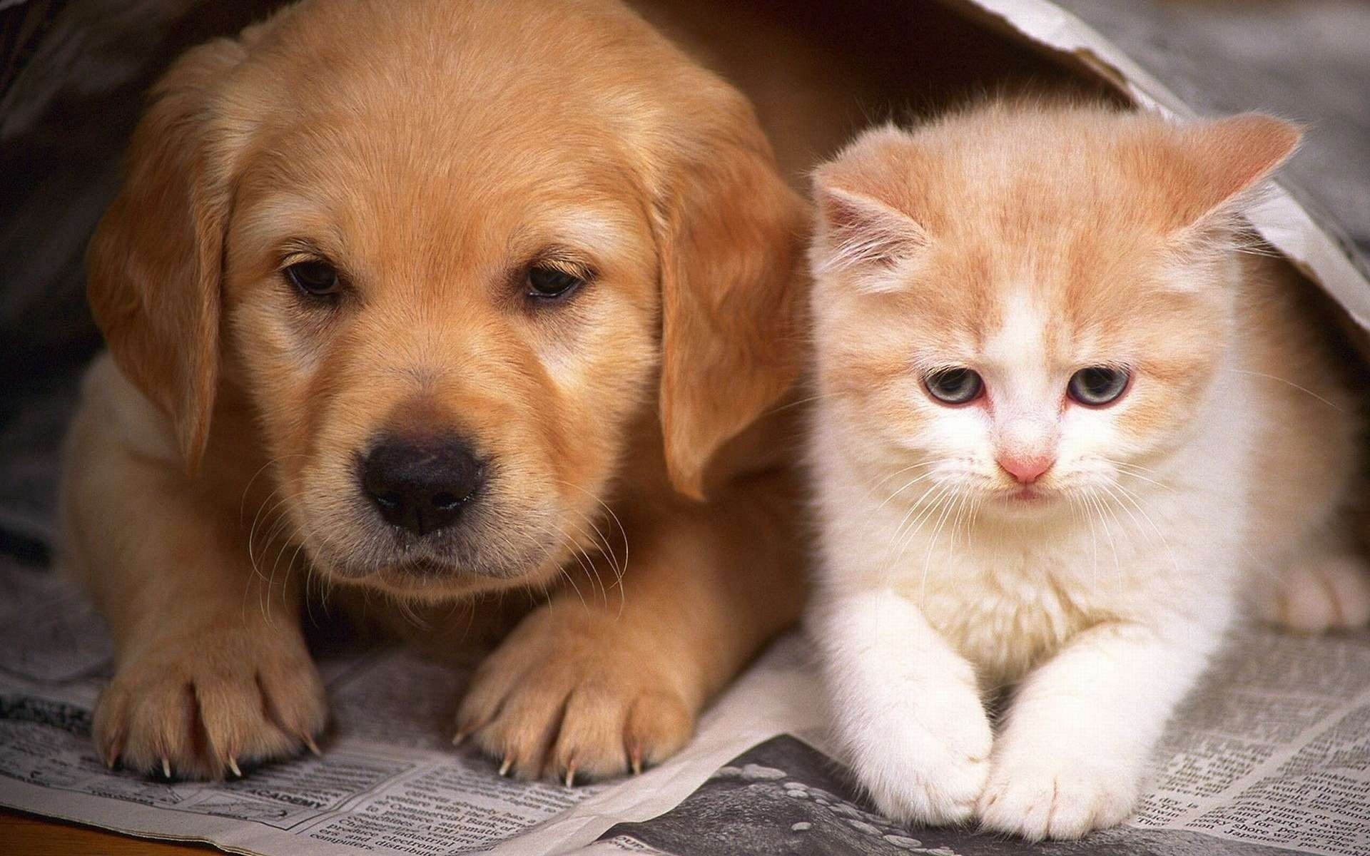 cachorro gatito amigos