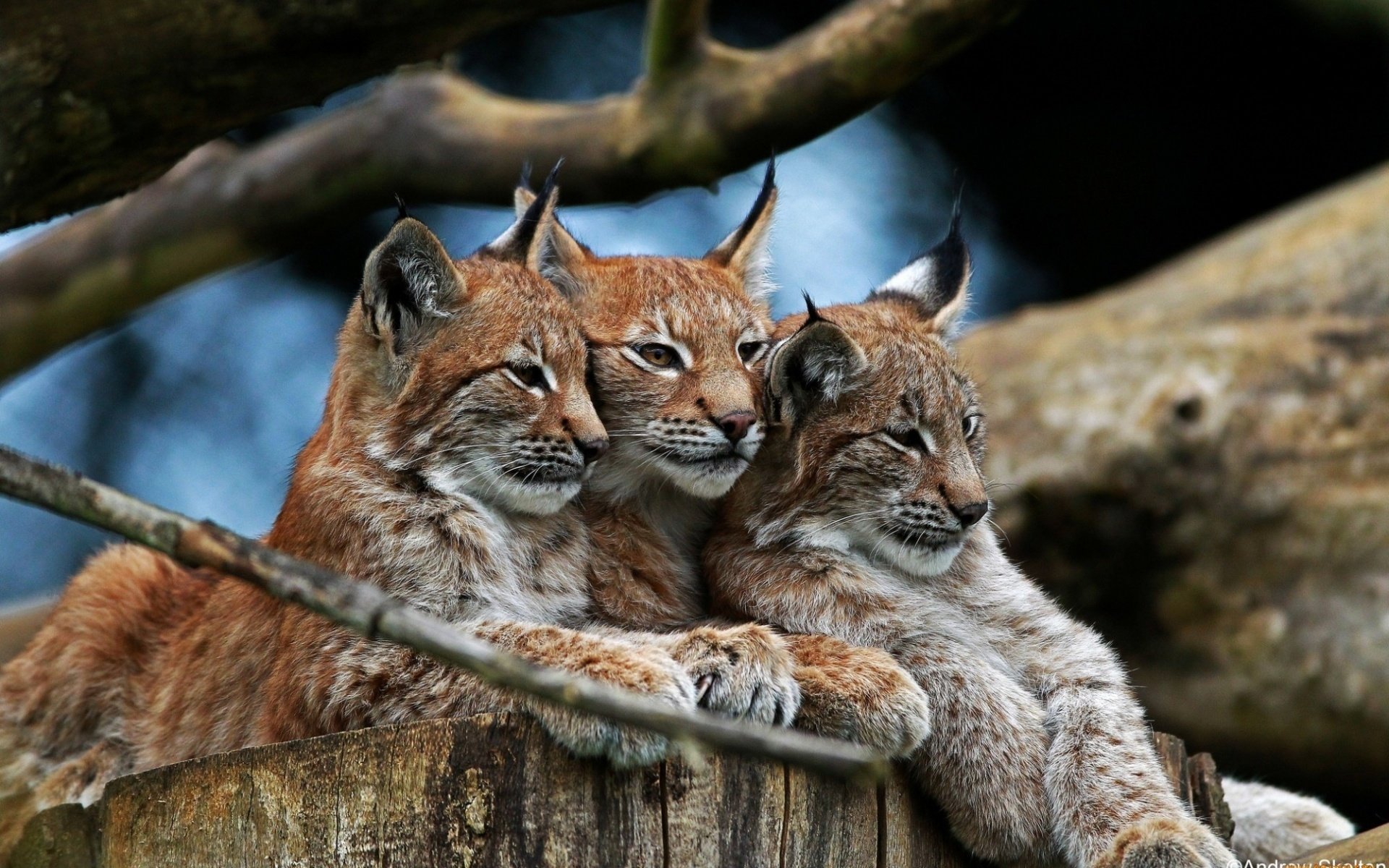 lince familia bosque