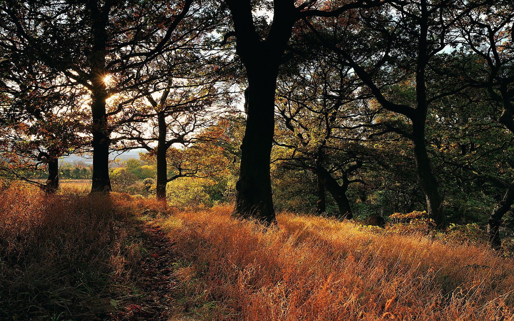 depevia herbe forêt automne soleil rayons