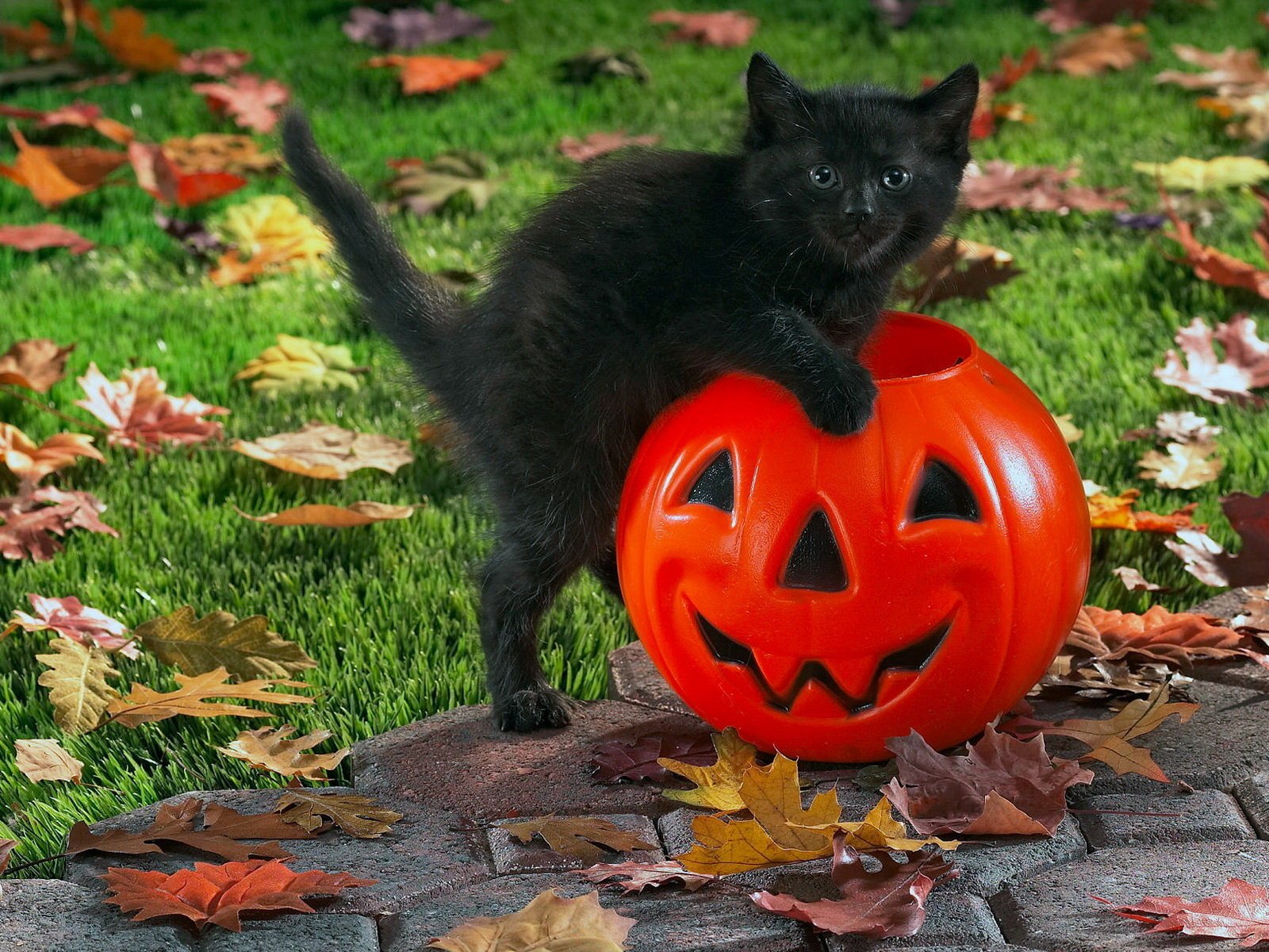 halloween holiday halloween pumpkin