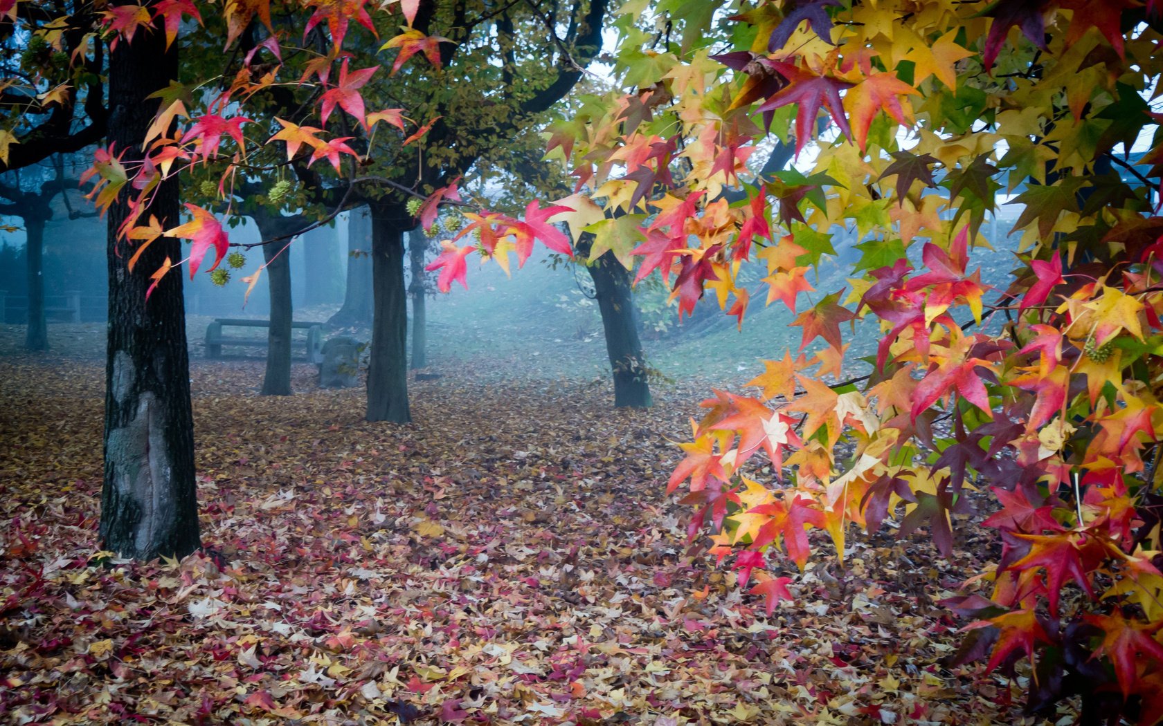 feuilles jardin automne brouillard