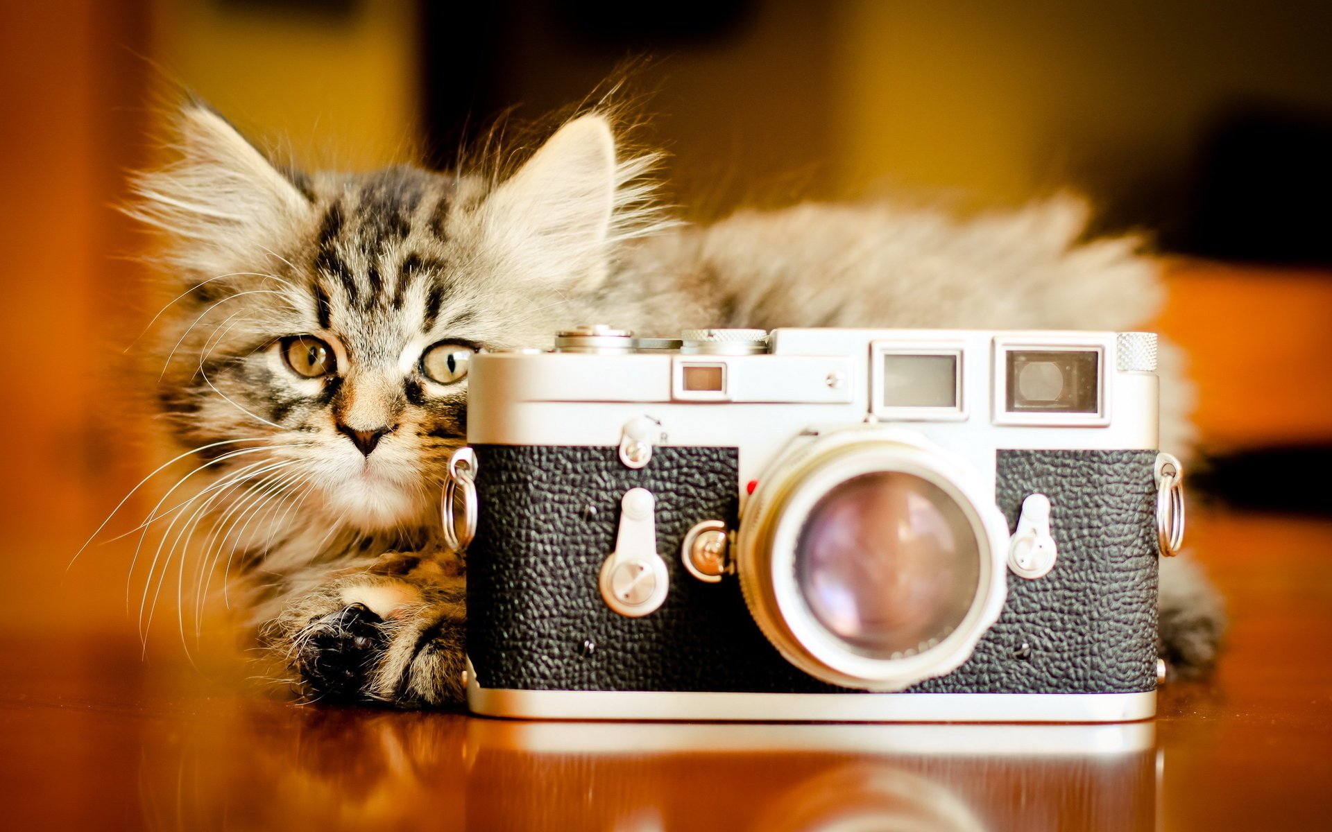 kitty the camera camera background