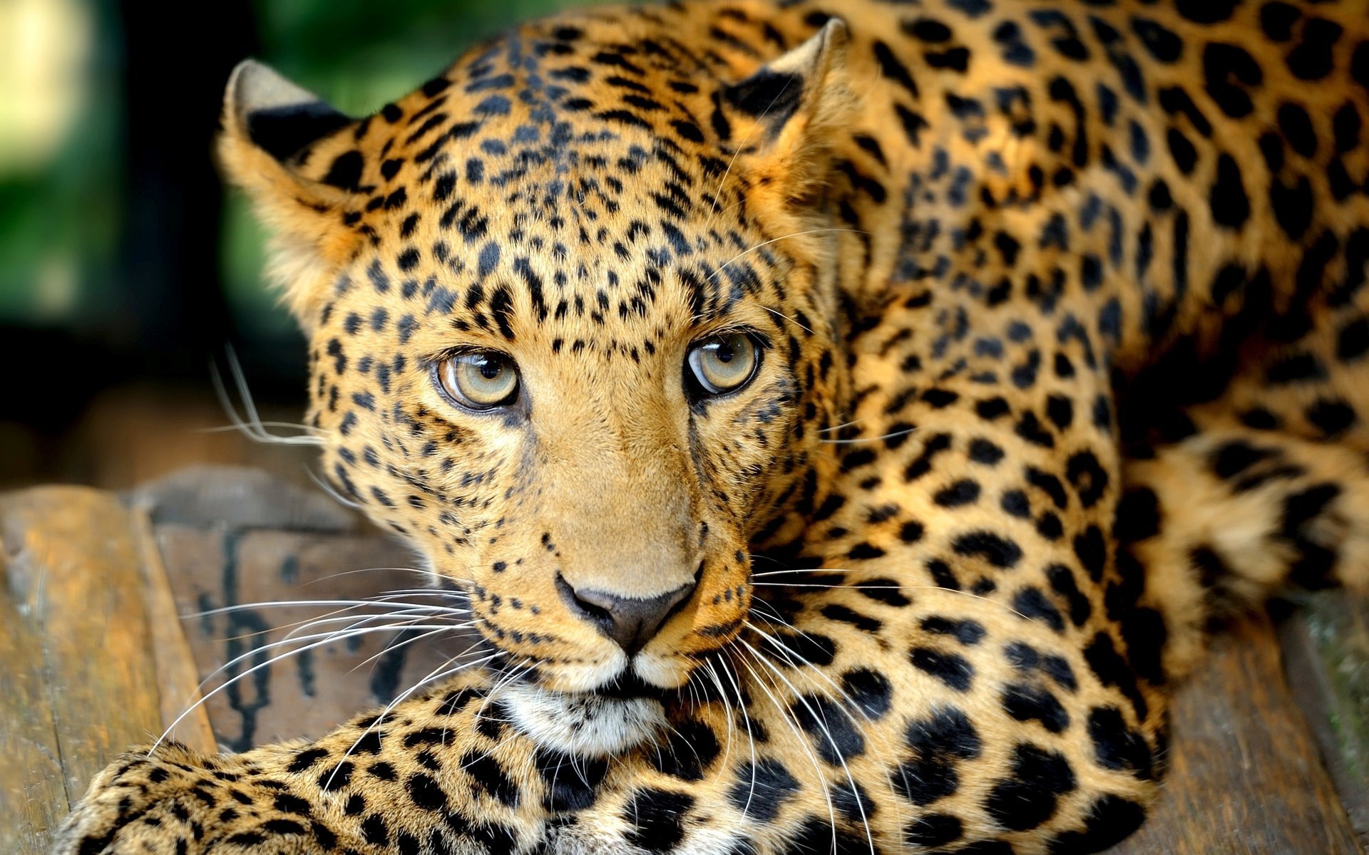 leopard big cat mustache predator eyes look