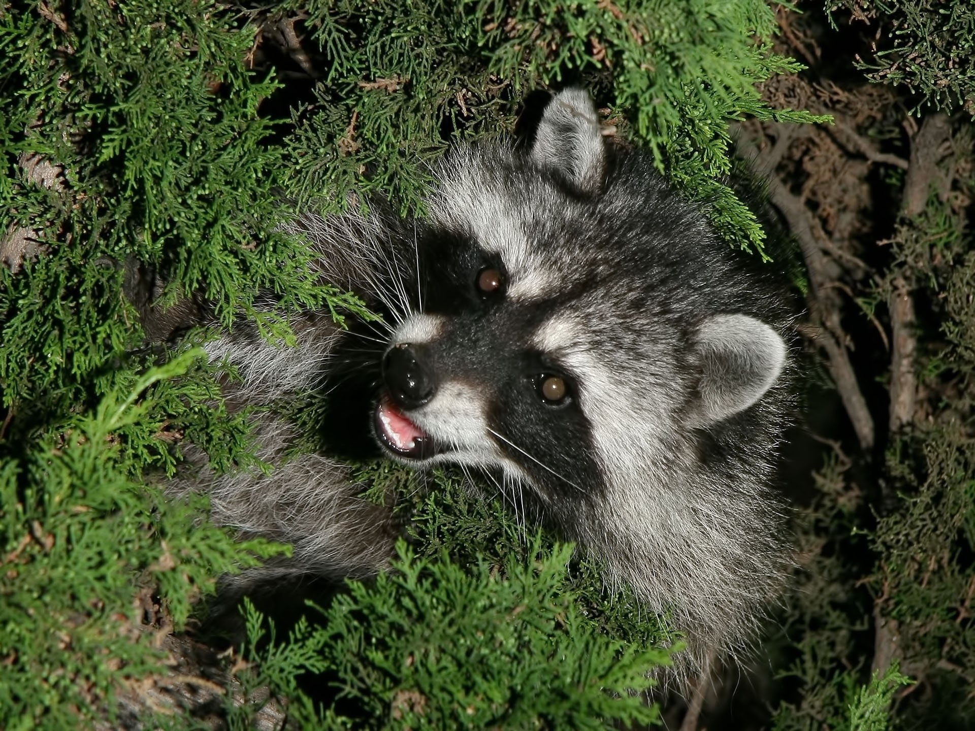 raccoon animal