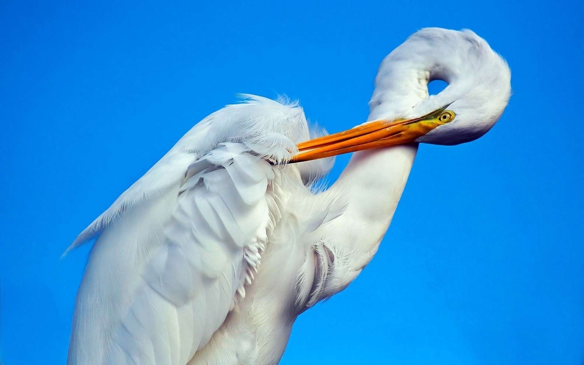 vogel storch