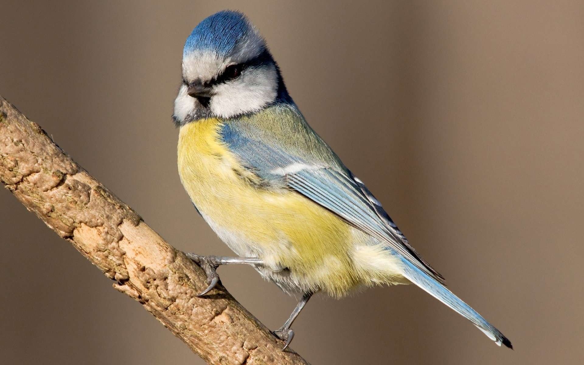 bird bird tit