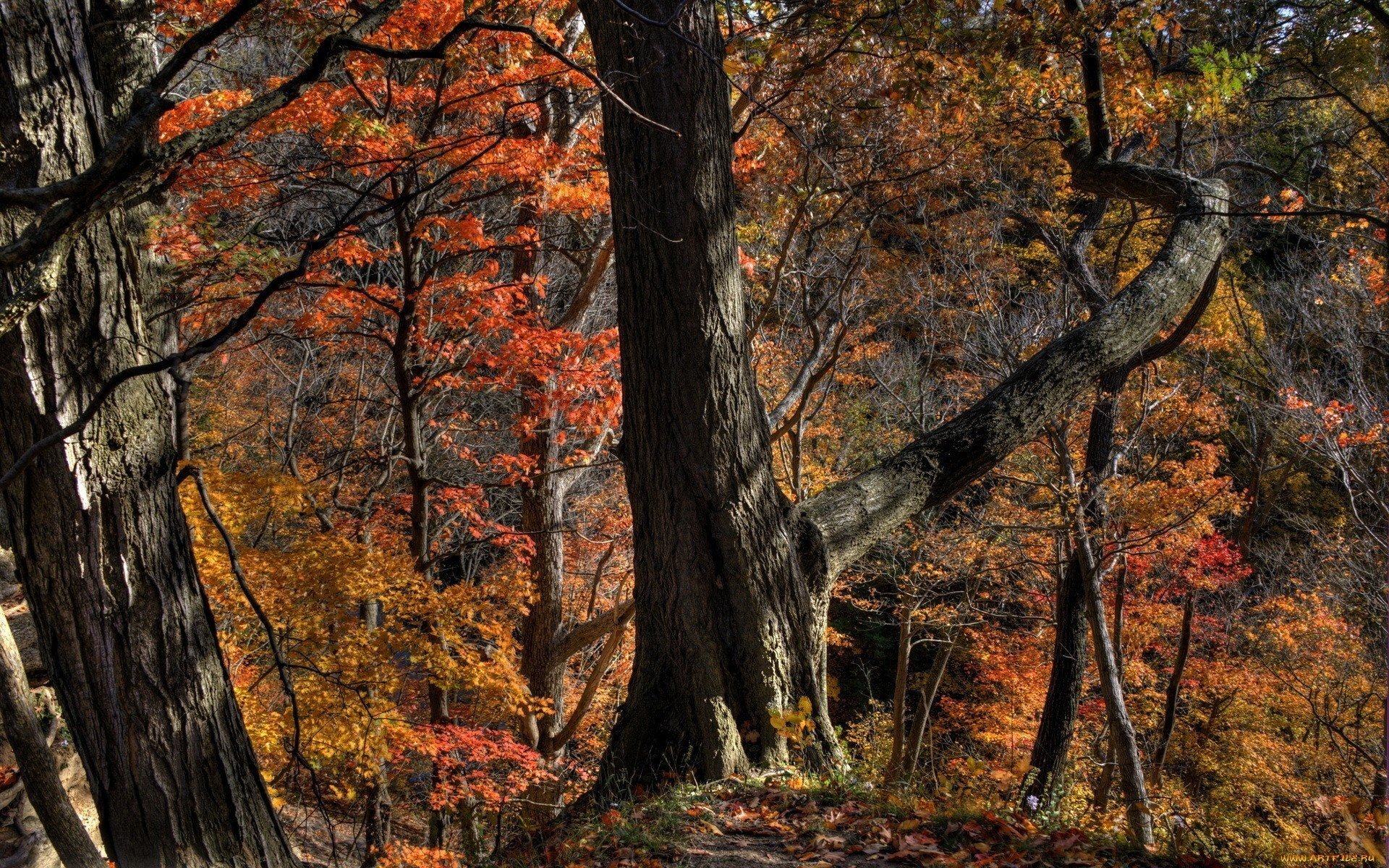 autunno foresta