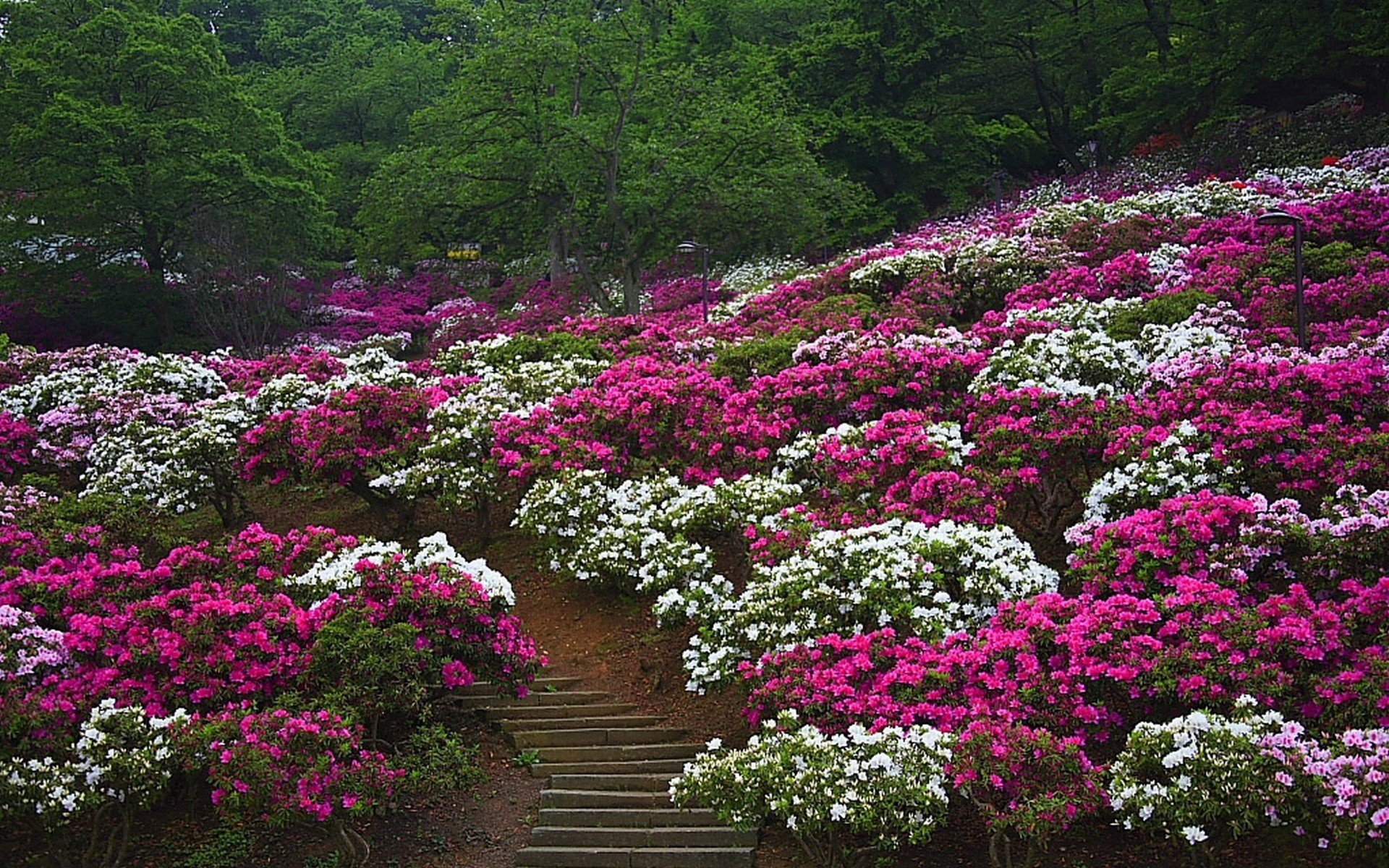 flowers nature garden