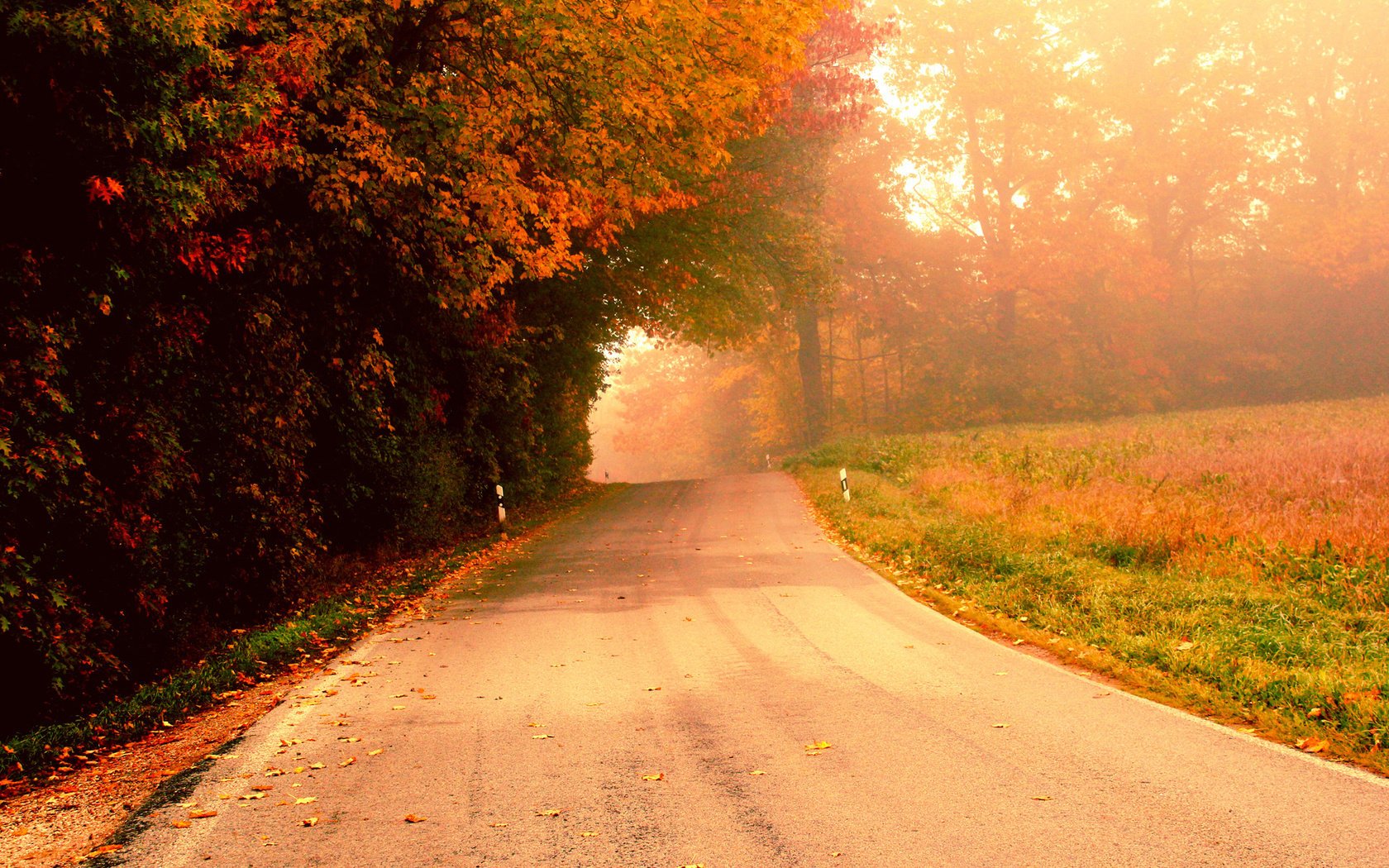 strada mattina nebbia autunno alberi