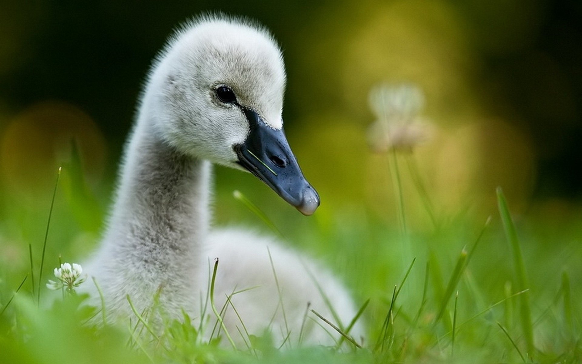 vogel küken gras