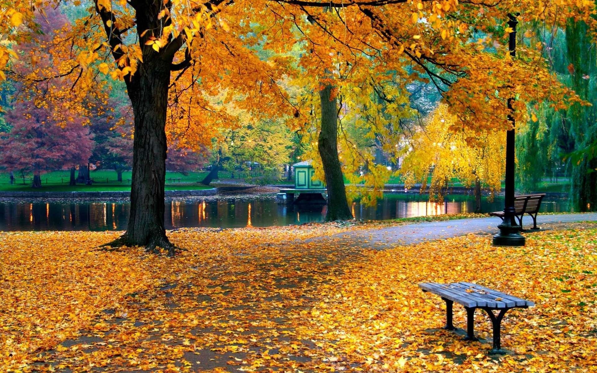 park leaves bench pond