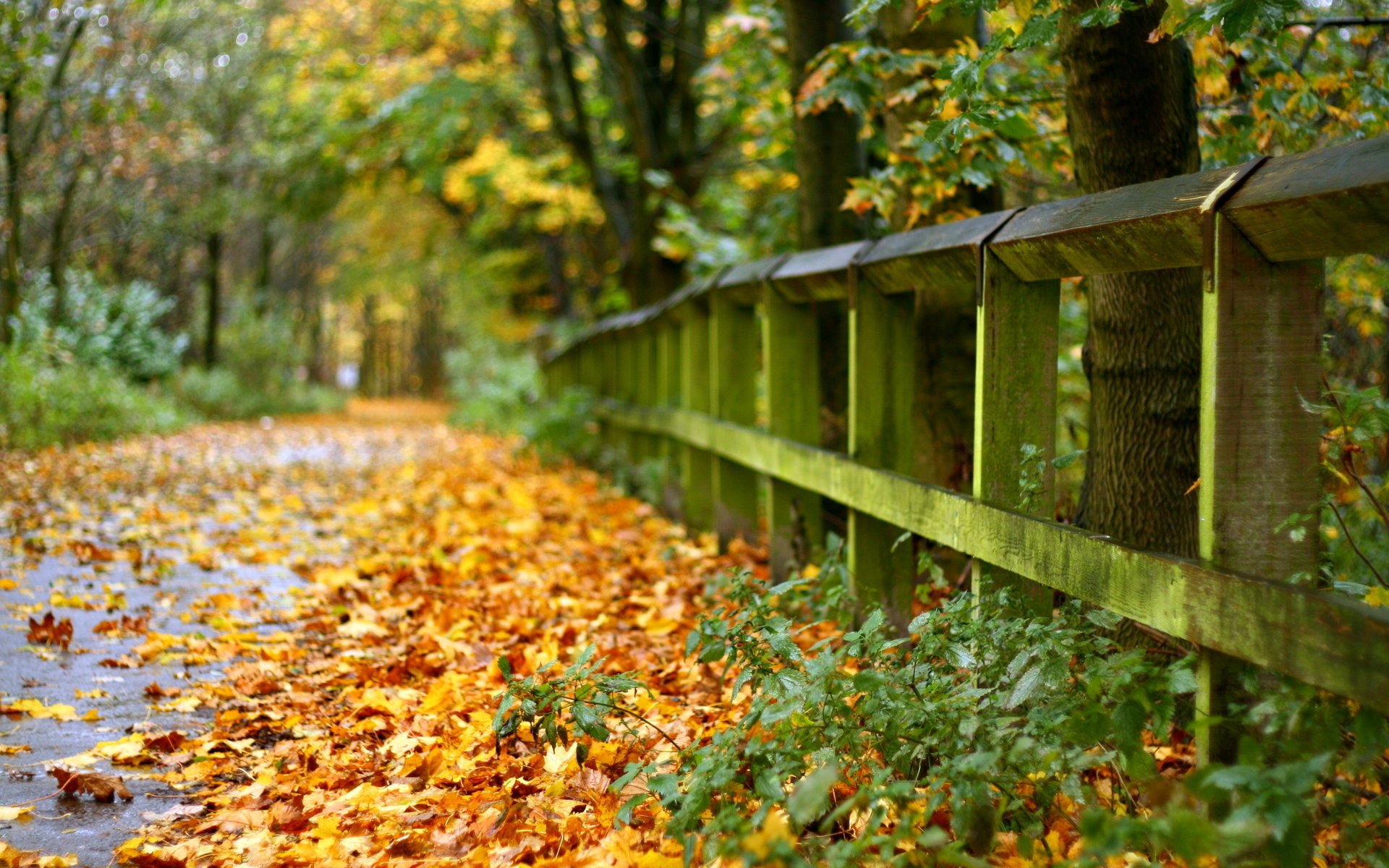 leaves the fence road autumn