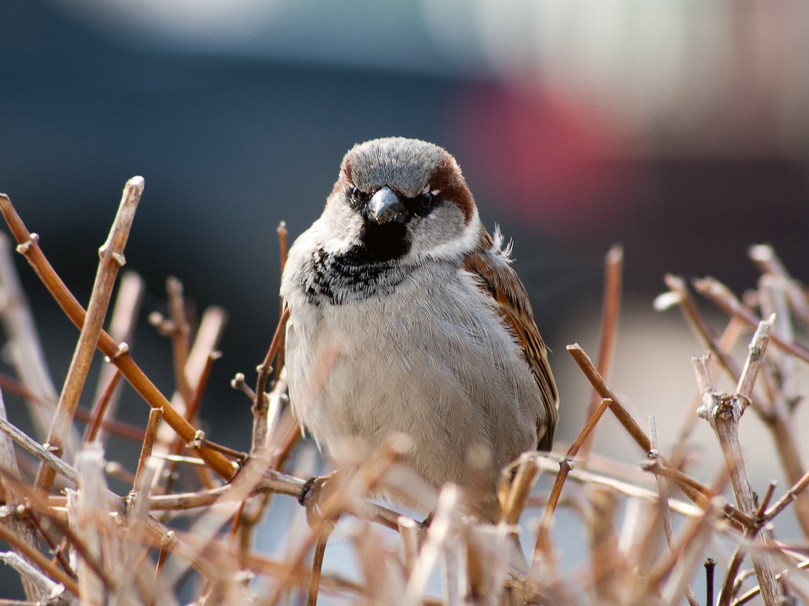 oiseau moineau