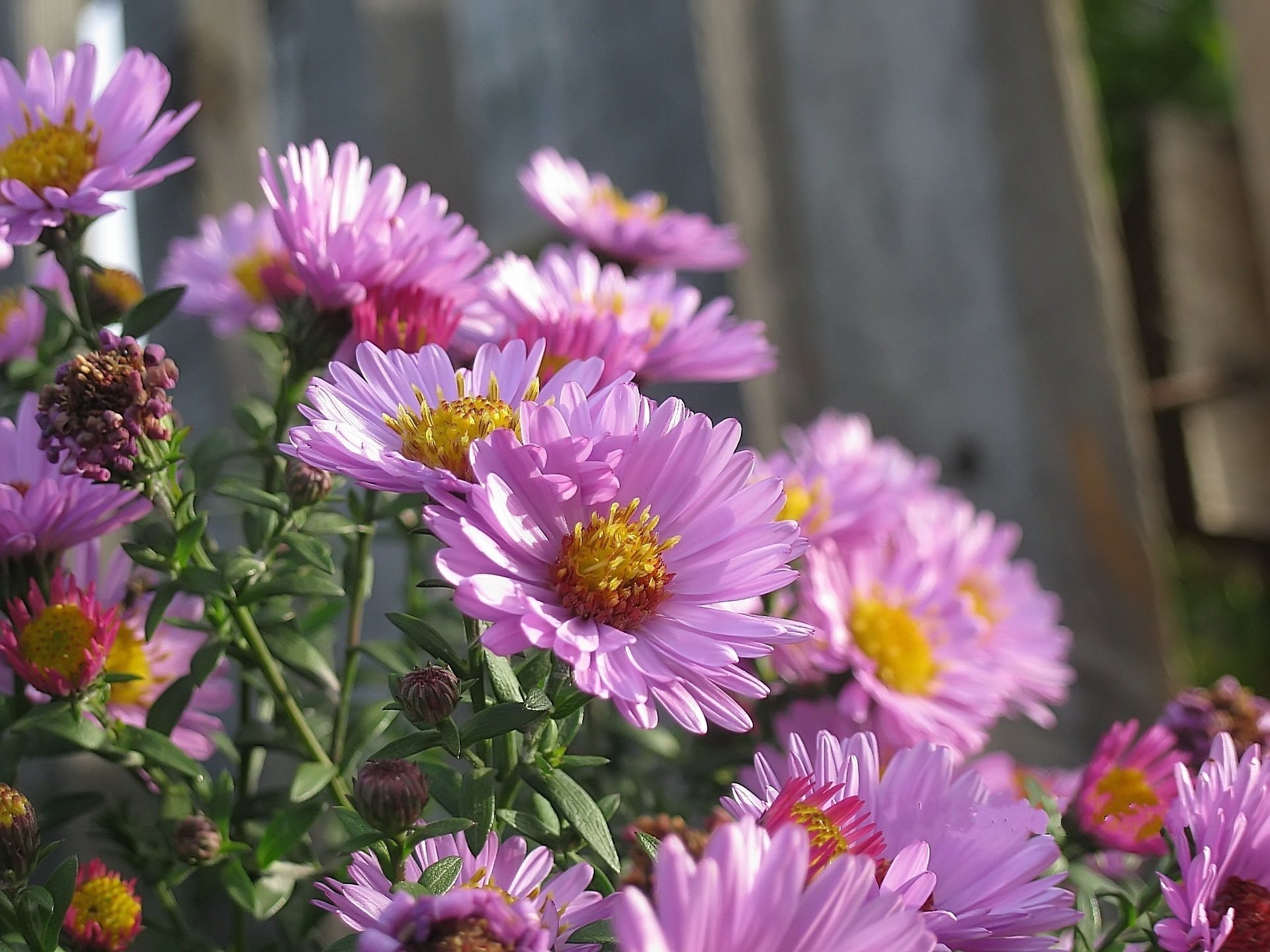 flowers autumn lilac oktyabrina