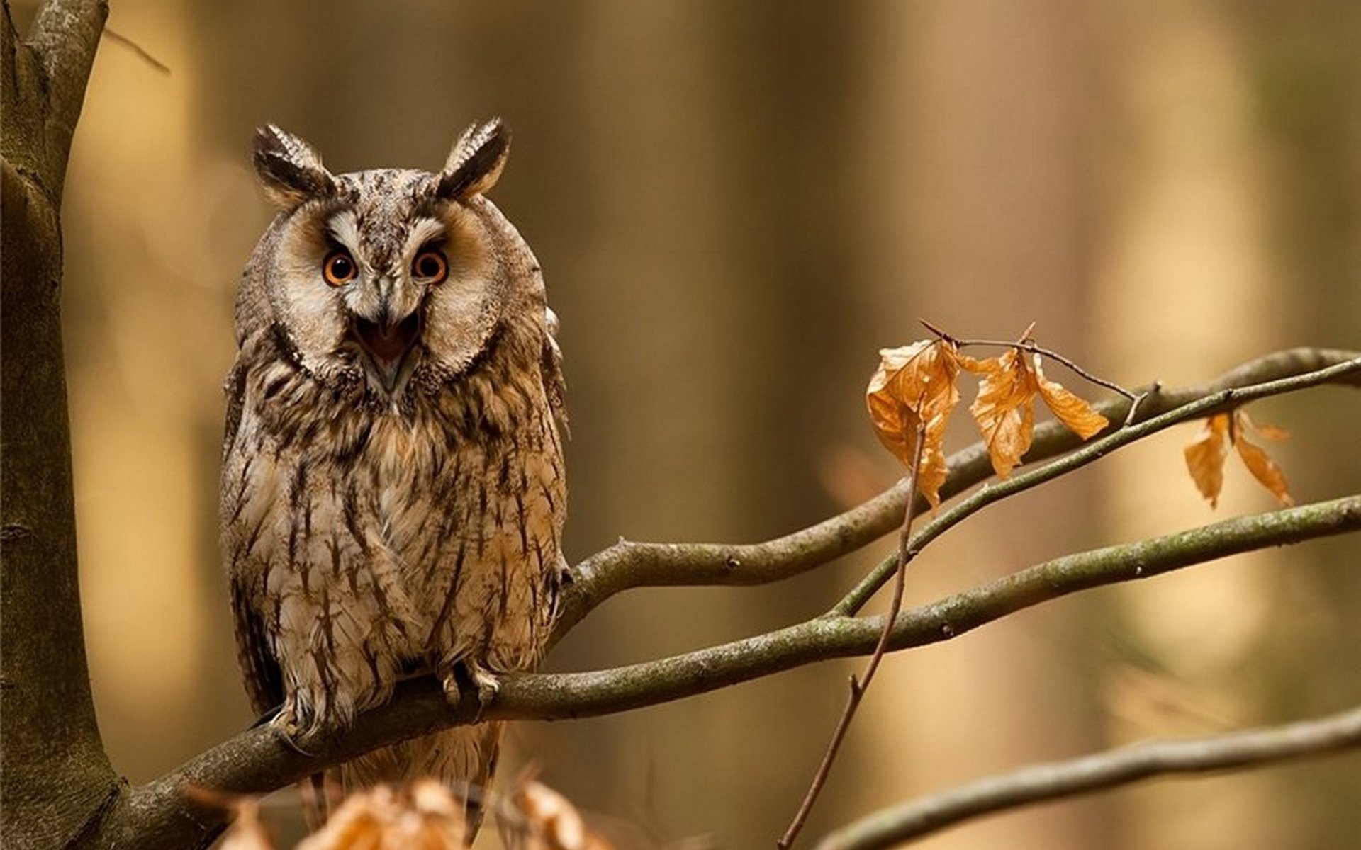 gufo uccello albero