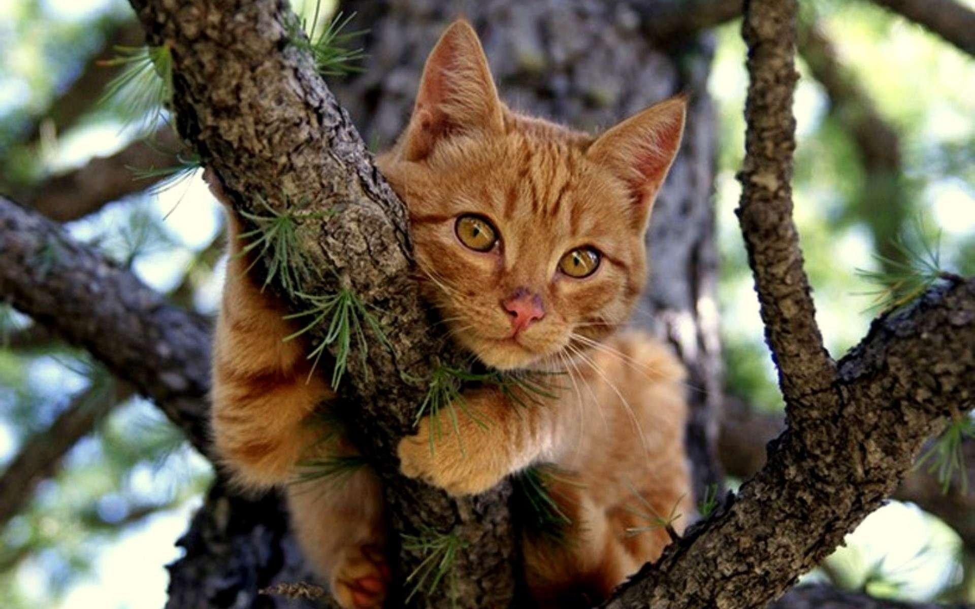 katze rotschopf baum