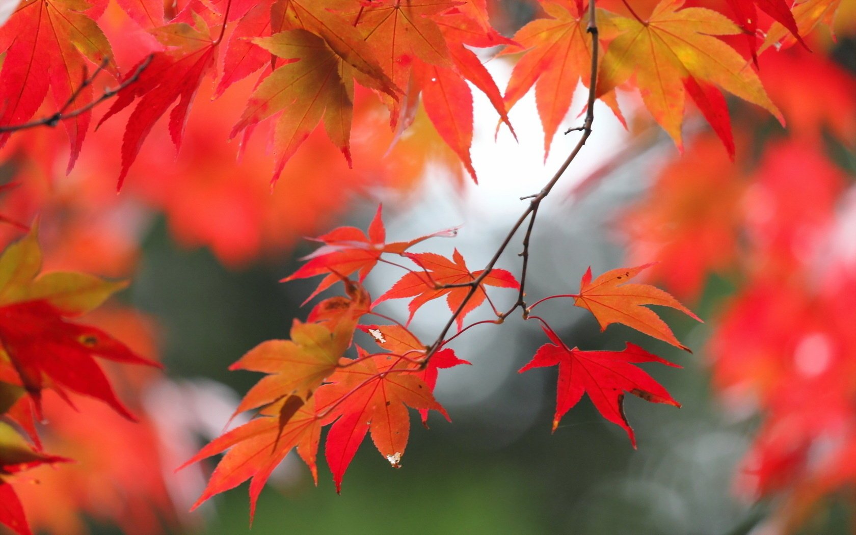 blätter herbst natur